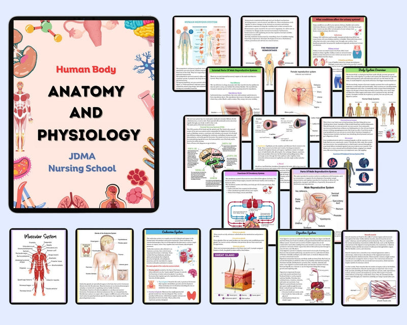 Master Anatomy Without the Overwhelm